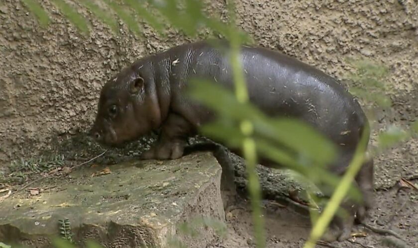 Berliner Zoo: Hippo-Baby Toni entzückt alle beim ersten Badeausflug