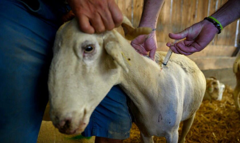 Fièvre catarrhale ovine : la «maladie de la langue bleue» présente dans 41 foyers de 6 départements du nord de la France