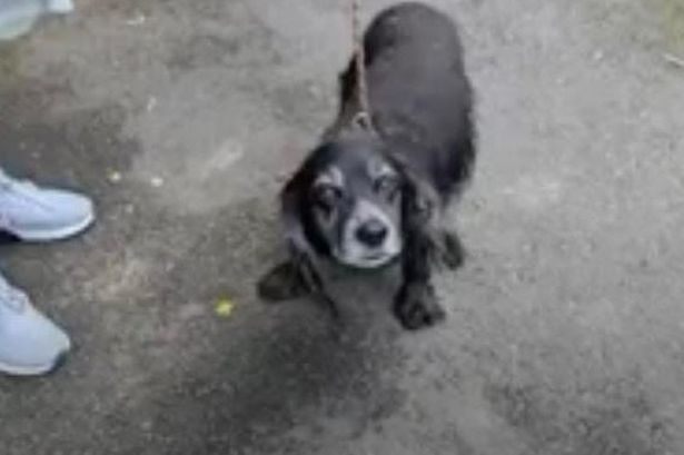 Touching moment elderly dog reunited with owner after huge search