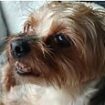 Yorkshire terrier survives brutal shark attack after menacing beast took a bite of her bottom but let the dog go 'because she wasn't tasty enough'