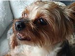 Yorkshire terrier survives brutal shark attack after menacing beast took a bite of her bottom but let the dog go 'because she wasn't tasty enough'