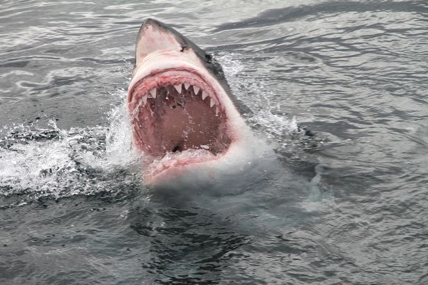 Beach named 'world shark bite capital' with six people attacked this year alone