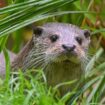 In Bayern gibt es zwei neue Fischotter-Verordnungen. Foto: Patrick Pleul/dpa