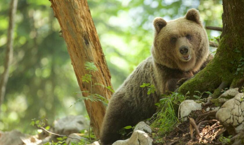 Peur sur la ville : en Slovaquie, la chasse à l’ours est lancée