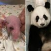 Giant panda and first-time mom gives birth to historic twins: 'We are thrilled'