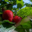 La météo extrême pèse sur la récolte des pommes, du raisin et des fraises européennes