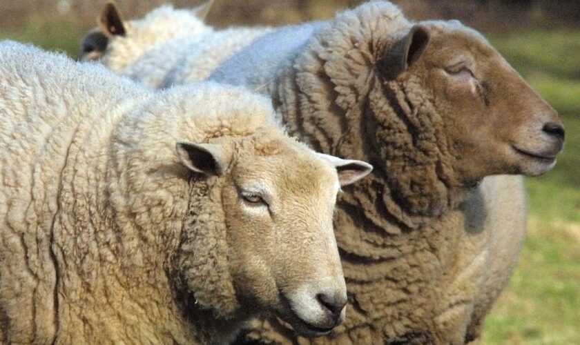 Fièvre catarrhale ovine : cette maladie qui attaque les moutons explose en France, les éleveurs alertent les autorités