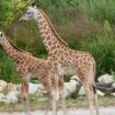 Über 100 Vorschläge: Namen gefunden: Giraffenbabys im Berliner Tierpark heißen "Berti" und "Emily"