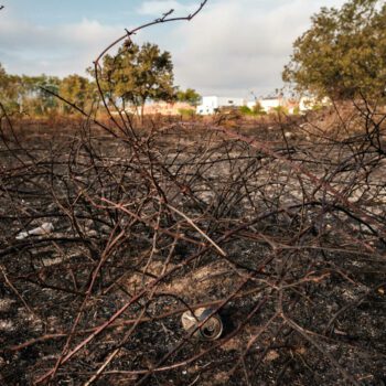 Risque de feux de forêt dans les Pyrénées-Orientales : alerte rouge samedi