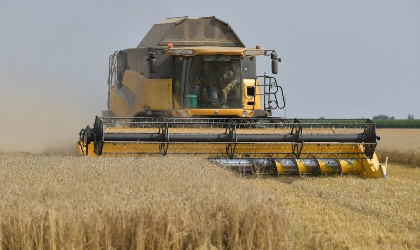 Trop de pluie et pas assez de soleil: le volume de blé produit en France pourrait être le plus faible depuis près de 40 ans