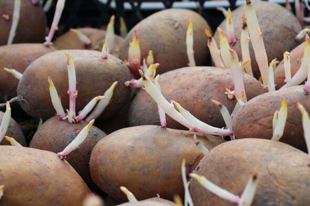 Prevent potatoes from sprouting with this simple storage hack involving fruit