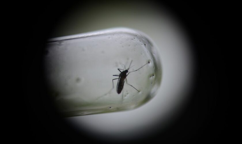 Un moustique vecteur de la dengue