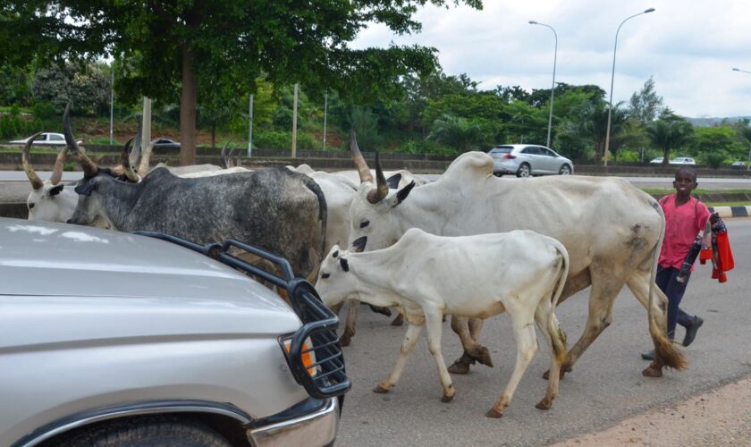 Cows obstruct Nigeria's capital as climate change and development leave herders with nowhere to go