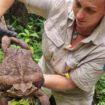 Comment des chercheurs ont dégoûté des crocodiles de manger du crapaud-buffle