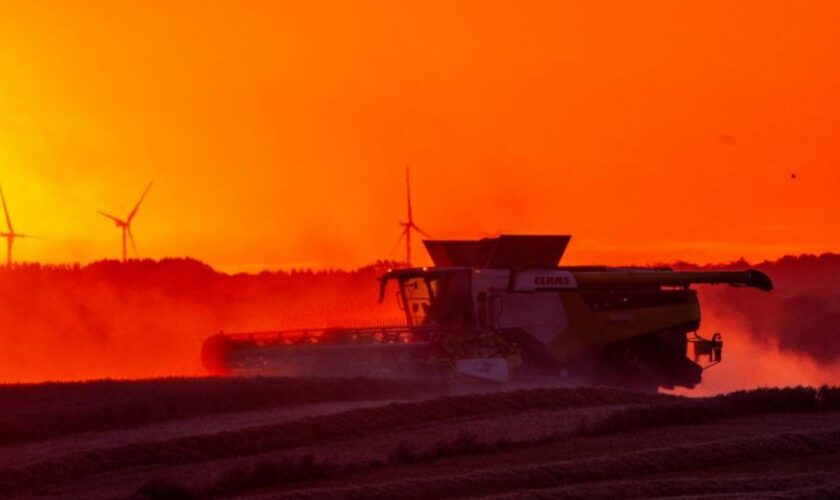 Bauern und Statistiker ziehen eine erste Bilanz der Ernte 2024. (Achivbild) Foto: Jens Büttner/dpa