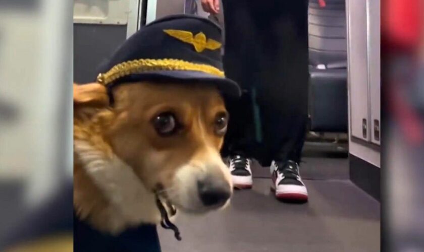 Hund an Bord: Corgi hebt ab: Das ist der wohl süßeste "Flugkapitän" der Welt