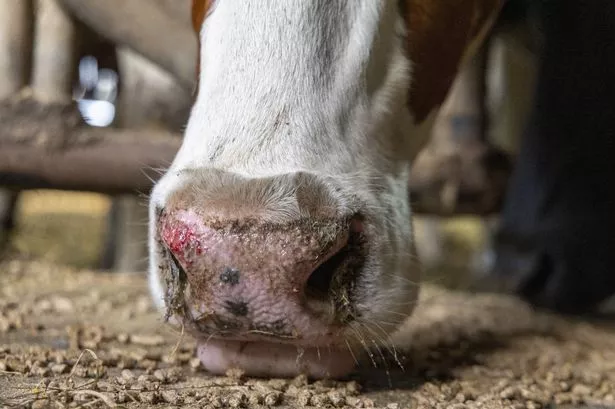 First UK case of Bluetongue virus confirmed with chilling warning over spread of 'dancing disease'