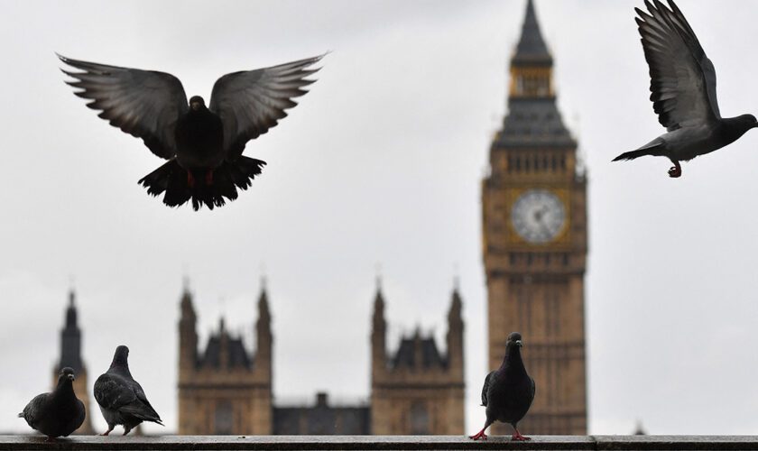 Le nouveau logo du musée de Londres est un pigeon qui défèque: voici pourquoi ce n'est pas dégoûtant