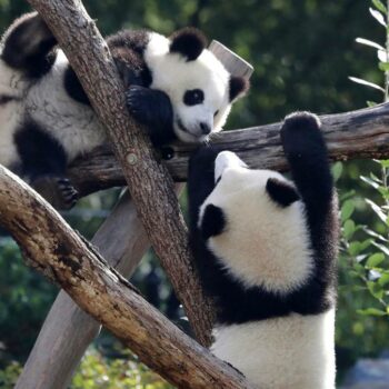 Warum Pandas in Freiheit zu Inzucht neigen