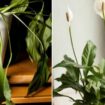 Flowerless peace lily, peace liliy blooming