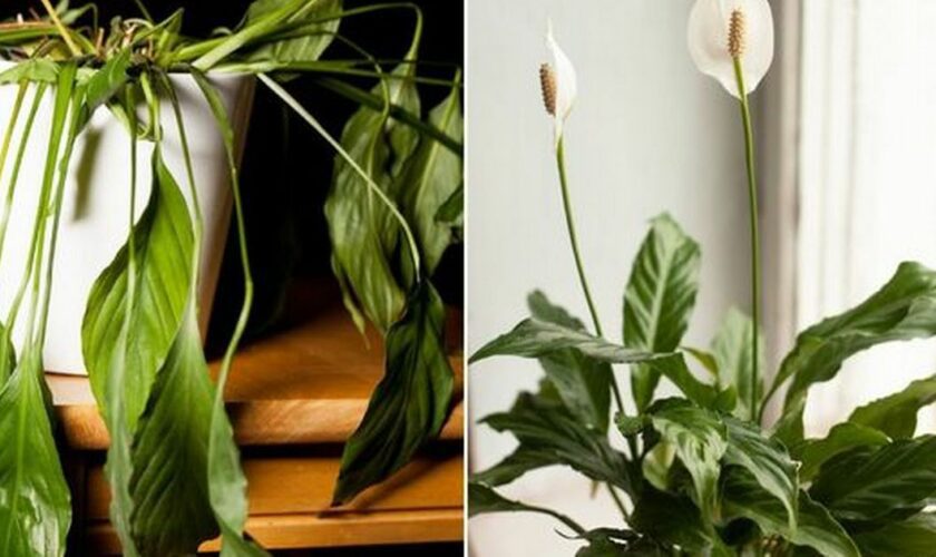 Flowerless peace lily, peace liliy blooming