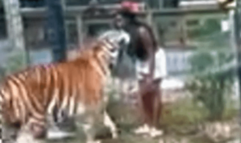 Woman charged after 'climbing zoo fence and reaching into tiger's cage'