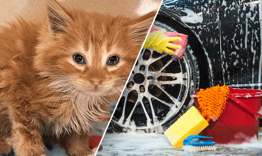 Kitten rescued from car wash and named ‘Turbo Rinse’ is looking for a home