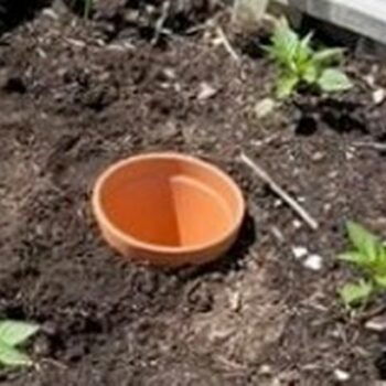 Self-watering hack will keep your garden lush and fresh all summer with no effort