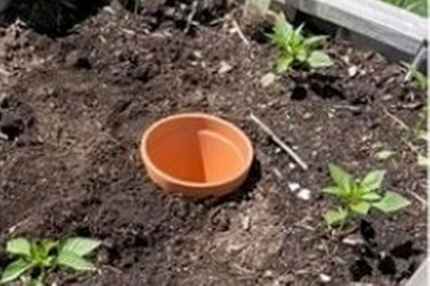 Self-watering hack will keep your garden lush and fresh all summer with no effort