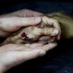 A person holds the hand of a Palestinian killed in an Israeli air strike on a car, at a morgue in Tubas. Pic: Reuters