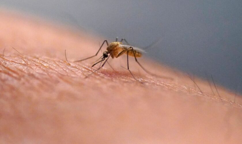 A mosquito feeds at the Salt Lake City Mosquito Abatement District on July 26, 2023, in Salt Lake City. Mosquitoes can carry viruses including dengue, yellow fever, chikungunya and Zika. They are especially threatening to public health in Asia and Africa but are also closely monitored in the United States. (AP Photo/Rick Bowmer)