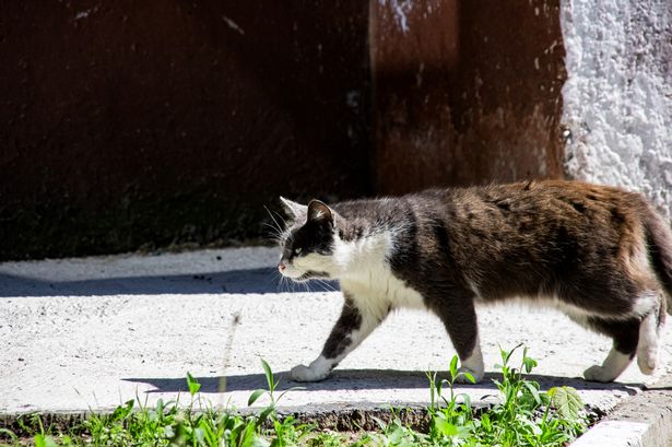 Stop cats pooping in your garden with 14p trick that 'they hate'