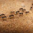 Expert's natural and safe method to eliminate ants using kitchen ingredient