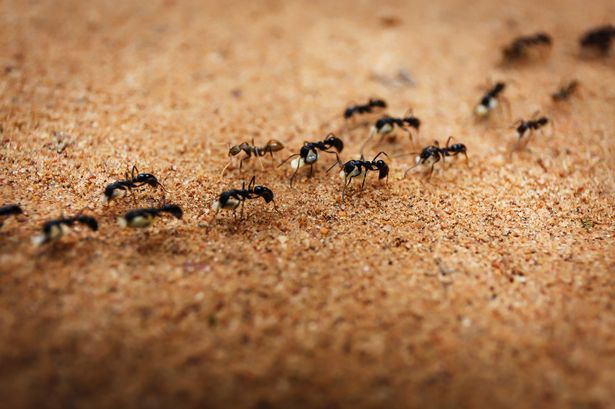 Expert's natural and safe method to eliminate ants using kitchen ingredient