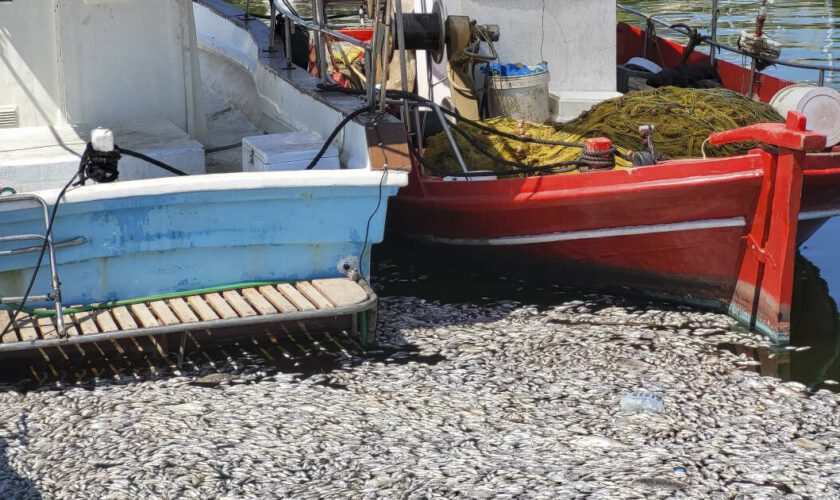 Grèce : des milliers de poissons morts s’échouent à Volos et font plonger le tourisme