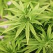 Fürth: Floristin soll Cannabis in großem Stil in Gärtnerei angebaut haben