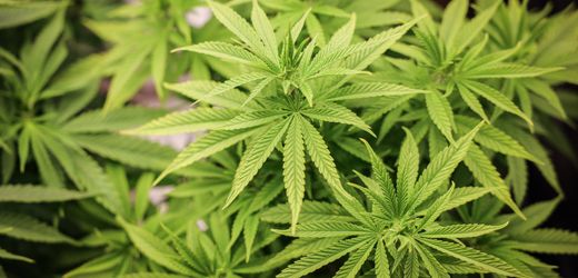 Fürth: Floristin soll Cannabis in großem Stil in Gärtnerei angebaut haben