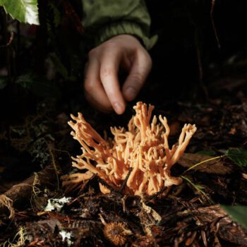 Comment les amateurs de cueillette de champignons font avancer la connaissance