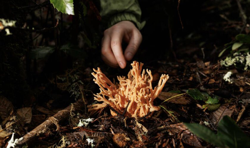 Comment les amateurs de cueillette de champignons font avancer la connaissance