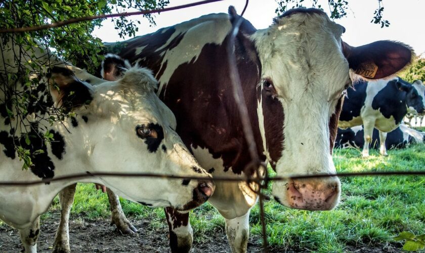 Dans le centre de la France, coeur du foyer de fièvre catarrhale ovine, les éleveurs se retrouvent avec des milliers de bovins sur les bras faute de pouvoir les exporter