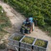 La crise du vin rattrape le Portugal