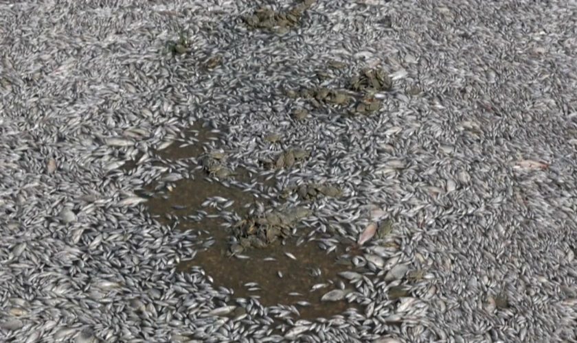 Grèce : envahi par des poissons morts, le golfe de Volos face à une nouvelle catastrophe écologique