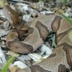 Warning from wildlife officials about venomous snake in New Jersey: 'Never touch it'