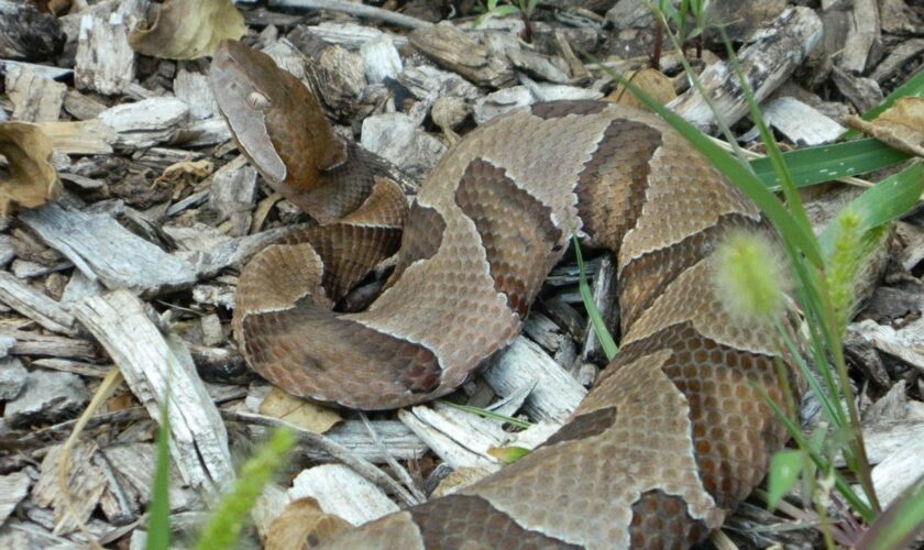 Warning from wildlife officials about venomous snake in New Jersey: 'Never touch it'