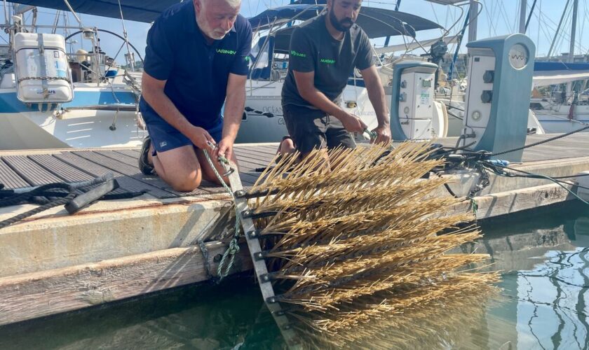 À Cannes, les crèches pour poissons et crustacés repeuplent la Méditerranée