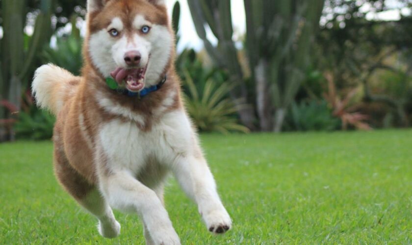 Ain : un nourrisson de cinq jours tué par une morsure de chien