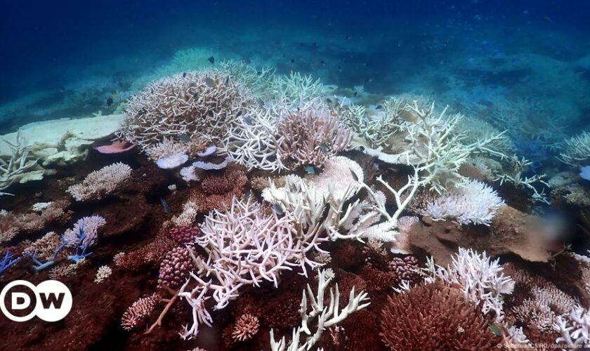 Australia: Great Barrier Reef waters warmest in 400 years