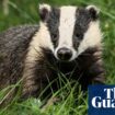 Badger culling to end in England by 2029, government says