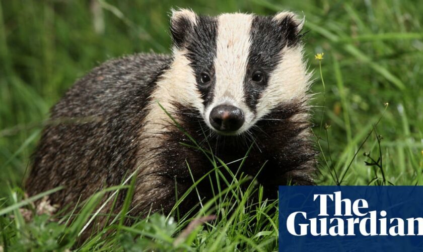 Badger culling to end in England by 2029, government says