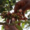 Bitterer Kaffee: Ugander warten weiter auf Entschädigung